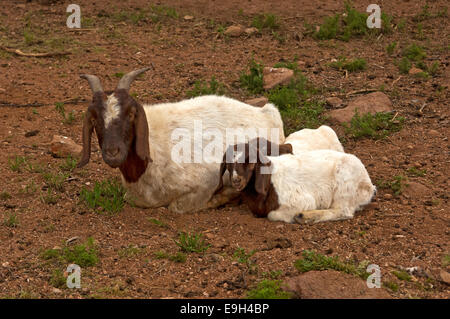 Boer Ziege Doe mit einem Kind, in der Nähe von Kuboes, Richtersveld, Provinz Northern Cape, Südafrika Stockfoto