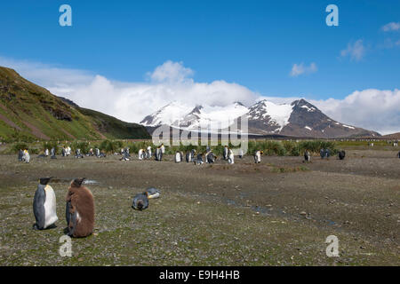 Eine Kolonie von Königspinguine (Aptenodytes Patagonicus), Salisbury Plain, Südgeorgien und die Südlichen Sandwichinseln Stockfoto