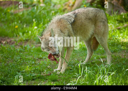 Wolf (Canis Lupus), Fütterung, in Gefangenschaft, Hessen, Deutschland Stockfoto