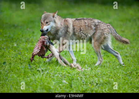 Wolf (Canis Lupus) mit Beute, Gefangenschaft, Hessen, Deutschland Stockfoto