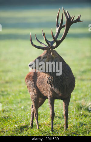 Rothirsch (Cervus Elaphus), Niedersachsen, Deutschland Stockfoto