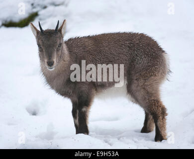 Alpensteinbock (Capra Ibex), juvenile stehen im Schnee, Gefangenschaft, Hessen, Deutschland Stockfoto