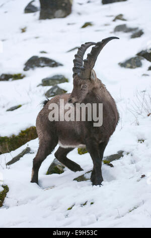 Alpensteinbock (Capra Ibex) stehen im Schnee, Gefangenschaft, Hessen, Deutschland Stockfoto