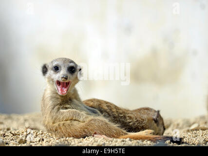 Erdmännchen (Suricata Suricatta), pup, Gähnen, stammt aus Afrika, Gefangenschaft, Baden-Württemberg, Deutschland Stockfoto