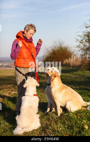 Drei Hunde, ein Golden Retriever und zwei Labrador Retriever sitzt vor einer Frau, Thüringen, Deutschland Stockfoto