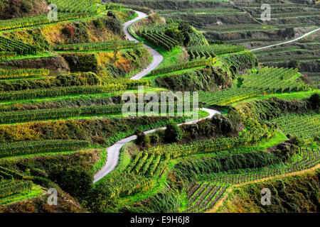 Straße durch Weinberge im Herbst, Oberbergen, Vogtsburg Im Kaiserstuhl, Baden-Württemberg, Deutschland Stockfoto