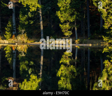 Großer Arbersee See, Nationalpark Bayerischer Wald, Bayern, Deutschland Stockfoto