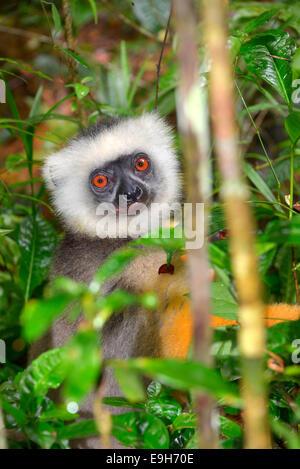 Matrizengeformte Sifaka (Propithecus Diadema), Mantadia Nationalpark, Madagaskar Stockfoto