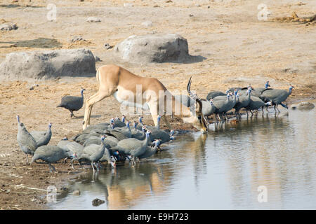 Springbock (Antidorcas Marsupialis) trinken an einer Wasserstelle, Etosha Nationalpark, Namibia Stockfoto