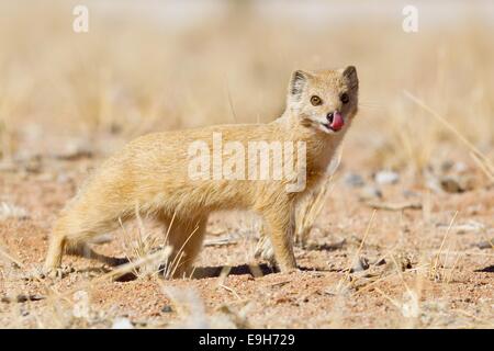 Gelbe Mungo (Cynictis Penicillata), Etosha Nationalpark, Namibia Stockfoto