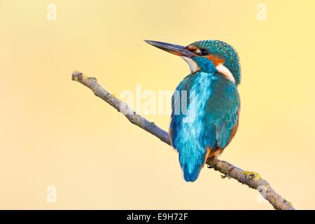 Eisvogel oder Eisvogel (Alcedo Atthis) thront auf einem Zweig, Nordhessen, Hessen, Deutschland Stockfoto