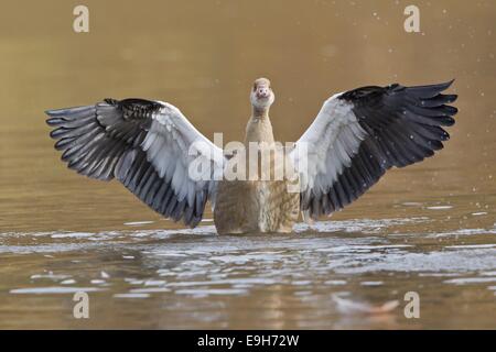 Junge Nilgans (Alopochen Aegyptiacus) mit ausgebreiteten Flügeln, Hessen, Deutschland Stockfoto