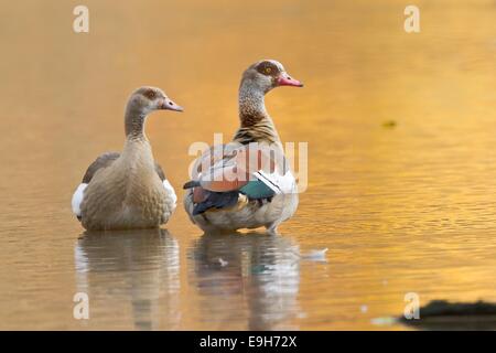 Nilgans (Alopochen Aegyptiacus), zwei Gänse stehend im Wasser, Hessen, Deutschland Stockfoto