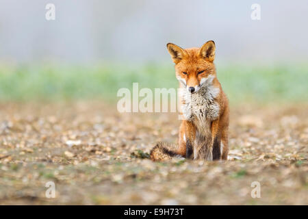 Rotfuchs (Vulpes Vulpes) ruht in einer Ackerfläche vor einem Schneesturm Stockfoto