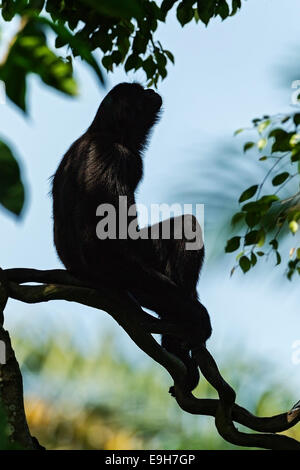 Captive Agile Gibbon (Hylobates Agilis) im Zoo von Singapur Stockfoto