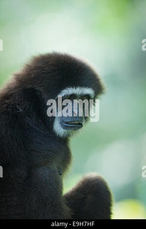 Captive White-handed Gibbon (Hylobates Lar) im Zoo von Singapur Stockfoto