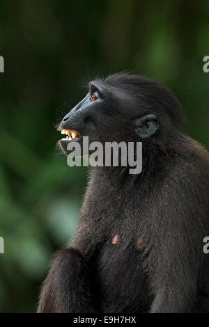 Nahaufnahme Seitenprofil der Gefangenschaft Sulawesi crested Makaken (Macaca Nigra) Stockfoto
