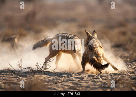 Blackbacked Schakale, Canis Mesomelas, kämpfen, Kgalagadi Transfrontier Park, Südafrika Stockfoto