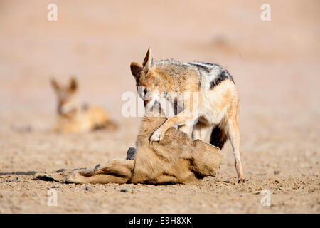 Blackbacked Schakale, Canis Mesomelas, mit Resten von Eland töten, Kgalagadi Transfrontier Park, Südafrika Stockfoto