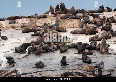 Südafrika (Kap) Pelzrobben, Arctocephalus percivali percivali, Seal Island, False Bay, Western Cape, Südafrika Stockfoto