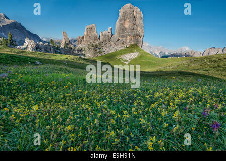 Cinque Torri mit blauen Himmel und eine Wiese mit gelben Blumen im Vordergrund, Dolomiten, Veneto, Italien Stockfoto