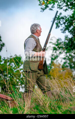 Ein Mann (normalerweise bekannt als eine Waffe) tragen traditionelle schießen Tweeds, Stand mit einer Schrotflinte auf einem angetriebenen Fasan schießen in England Stockfoto