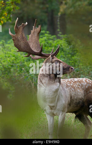 Damhirschen Cervus Dama Buck in Herbst Furche Stockfoto