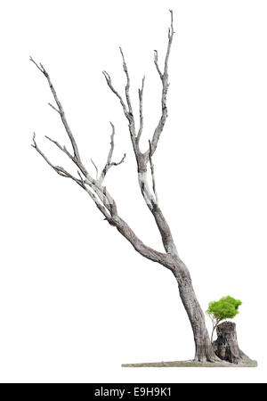 Alte und abgestorbene Baum und jungen schießen aus einer Wurzel isoliert auf weißem Hintergrund. Konzept-Tod und Wiedergeburt. Stockfoto