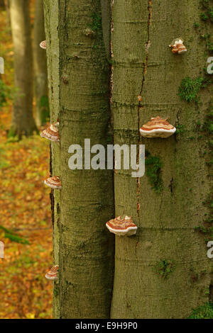 Wahre Tinder Polypore (Zündstoff Fomentarius) wächst auf einem gemeinsamen Buche oder Buche (Fagus Sylvatica), Hessen, Deutschland
