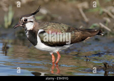 Nördlichen Kiebitz (Vanellus Vanellus) stehen im Wasser, Niedersachsen, Deutschland Stockfoto