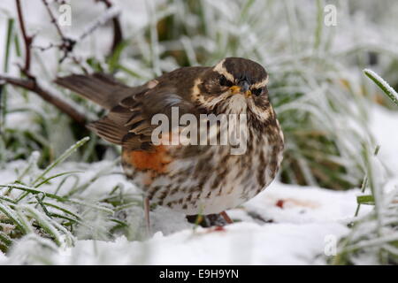 Rotdrossel (Turdus Iliacus), Nahrungssuche im Winter, Strohauser Plate, Niedersachsen, Deutschland Stockfoto