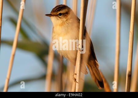 Schilfrohrsänger (Acrocephalus Schoenobaenus), Niedersachsen, Deutschland Stockfoto