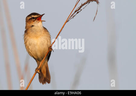 Schilfrohrsänger (Acrocephalus Schoenobaenus), thront auf einem Stiel, Niedersachsen, Deutschland Stockfoto