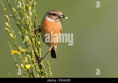 Europäische Schwarzkehlchen (Saxicola Rubicola), Weiblich gehockt Ginster mit Beute, Sachsen-Anhalt, Deutschland Stockfoto