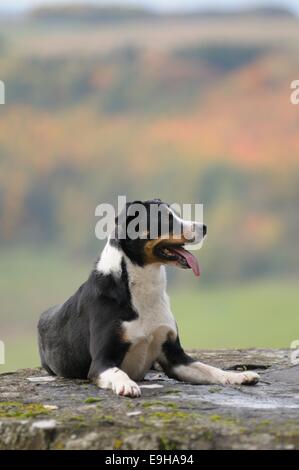 Appenzeller Sennenhund und Appenzeller Sennenhund, Deutschland Stockfoto