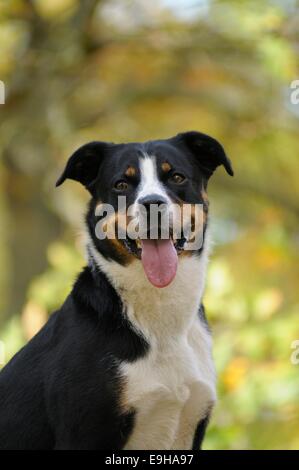 Appenzeller Sennenhund und Appenzeller Sennenhund, Deutschland Stockfoto