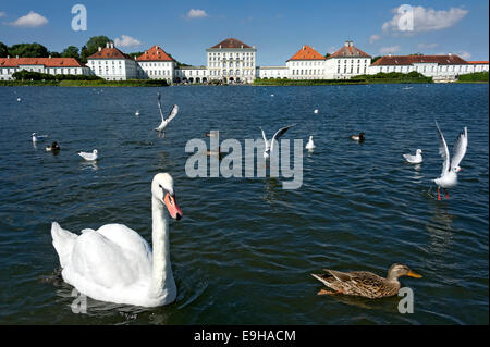 Höckerschwäne (Cygnus Olor) und andere Wasservögel auf dem Palast-Kanal hinter der East Side von Schloss Nymphenburg, München Stockfoto