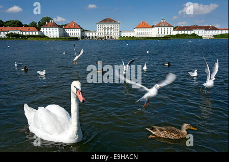 Höckerschwäne (Cygnus Olor) und andere Wasservögel auf dem Palast-Kanal hinter der East Side von Schloss Nymphenburg, München Stockfoto