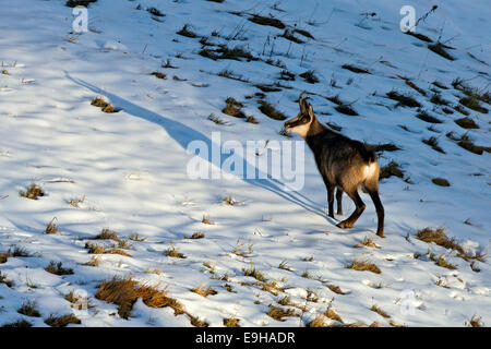 Gämse (Rupicapra Rupicapra), Männchen in der Paarungszeit Saison, Karwendelgebirge, Tirol, Österreich Stockfoto