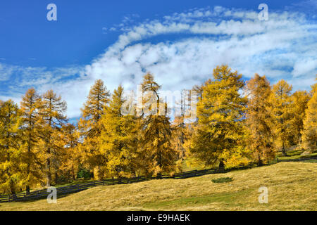 Lärchenwald (Larix) im Herbst, Tirol, Österreich Stockfoto