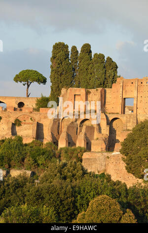 Ruinen der Domus Augustana auf Palatin mit Kiefern (Pinus Pinea), Rom, Latium, Italien Stockfoto