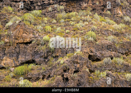 Euphorbien, Wolfsmilch Familie (Euphorbiaceae), Teneriffa, Kanarische Inseln, Spanien Stockfoto