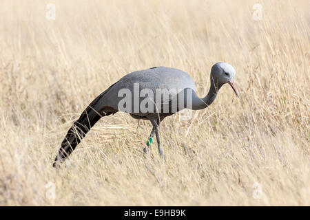 Blue Crane (Anthropoides Paradisea) Gras, Etosha Nationalpark, Halali, Namibia Stockfoto