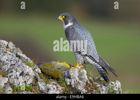 Wanderfalke (Falco Peregrinus) auf Rupfen mit Grünspecht Beute, Schwäbische Alb, Baden-Württemberg, Deutschland Stockfoto