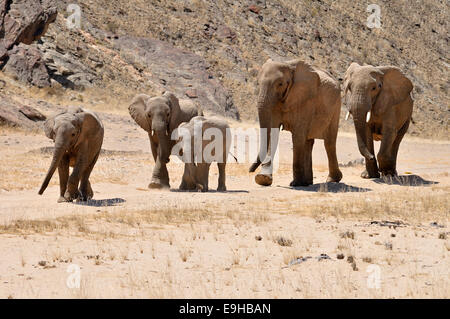 Gruppe von seltenen namibische Wüste Elefant (Loxodonta Africana), Hoanib Fluss, Namib-Wüste, Kaokoland, Kaokoveld Stockfoto