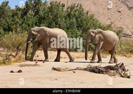 Zwei der seltenen namibische Wüste Elefant (Loxodonta Africana), Hoanib Fluss, Namib-Wüste, Kaokoland, Kaokoveld, Kunene Provinz Stockfoto
