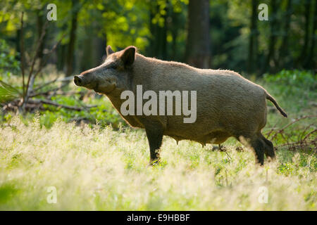 Wildschwein (Sus Scrofa), eine wilde Sau im Sommerfell stehend auf einer Waldlichtung, das Euter ist sichtbar, Gefangenschaft, Sachsen, Deutschland Stockfoto