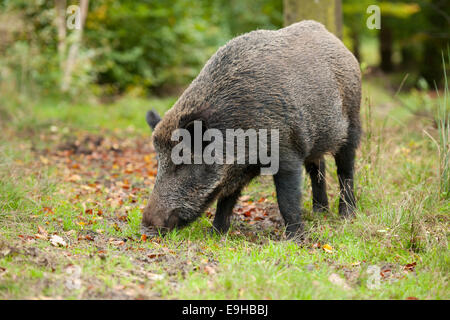 Wildschwein (Sus Scrofa) auf Nahrungssuche, in Gefangenschaft, Sachsen, Deutschland Stockfoto