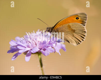 Kleine Heide (Coenonympha Pamphilus) saugen Nektar, Thüringen, Deutschland Stockfoto