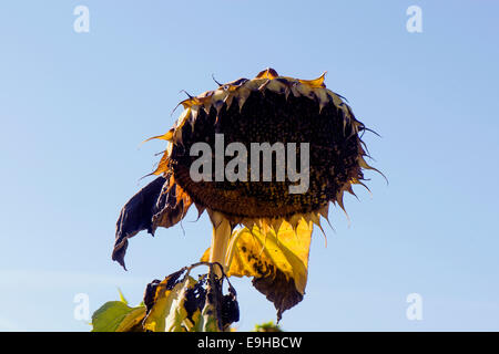 Eine einzelne Sonnenblume trocknet in der Sonne aus, bis die Samen schwarz werden und das Feld geerntet wird. Stockfoto